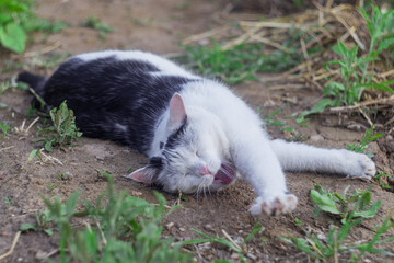 Cute black and white cat lying on the ground in the garden and lying with its paws outstretched with its eyes closed and yawning with its mouth open. Animals in the wild