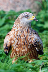 Red kite (Milvus milvus)