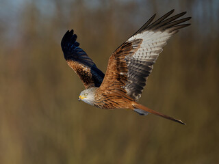 Red kite (Milvus milvus)