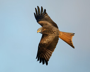 Red kite (Milvus milvus)