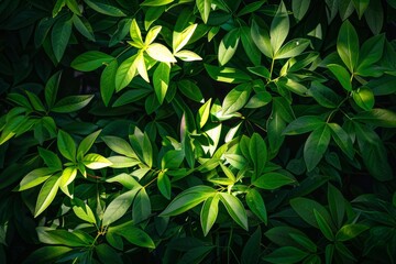 Obraz premium Mesmerizing play of light and shadows green bush foliage, creating intricate background