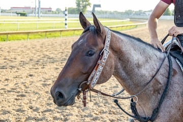 Fototapeta premium The head of a young quarter horse track pony with a fancy bridle on a racetrack. 