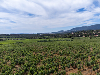 Aerial view on hills, houses and green vineyards Cotes de Provence, production of rose wine near Saint-Tropez and Pampelonne beach, Var, France in summer