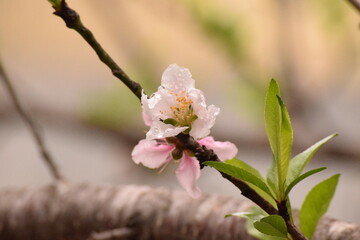 Close up a flores rosas de durazno floreciendo en la primavera