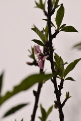 Flor rosada de árbol de durazno floreciendo