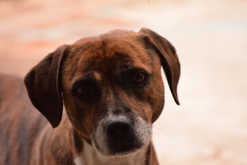 Fototapeta premium Adorable perro cafe con ojos tristes, perrito, perro callejero, cachorro