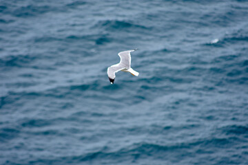 Seagull Soaring in the Sky at Cies Islands