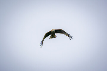 eagle in flight