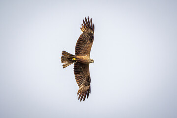 eagle in flight