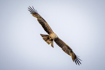 eagle in flight