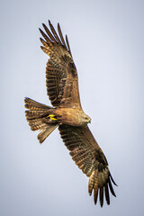 eagle in flight
