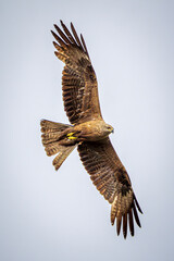 eagle in flight