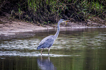 great blue heron