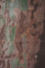 tree bark texture as background. Platanus occidentalis tree bark texture closeup. A tree shedding bark. 