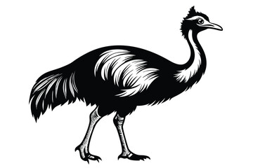 Cassowary in black color O.eps