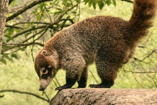 Coati Tej&oacute;n Nasua nasua cuchucho, guache m&iacute;palo, animal salvaje silvestre naturaleza tierno