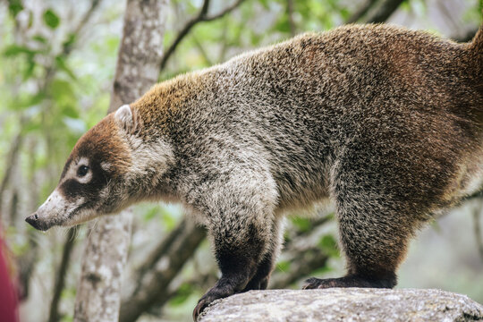 Coati Tej&oacute;n Nasua nasua cuchucho, guache m&iacute;palo, animal salvaje silvestre naturaleza tierno