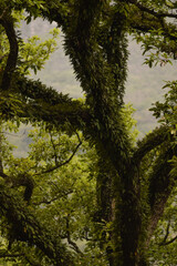 Árbol en medio de la selva lleno de vegetación en sus ramas, Mexico.
