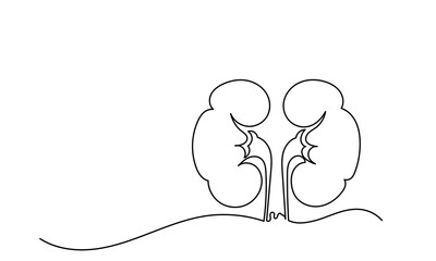 Human kidney, Continuous single-line drawing of  human internal organ. The concept of a health care happy Healthy lifestyle. Human kidney Vector illustration.