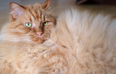 red fluffy cat with yellow eyes