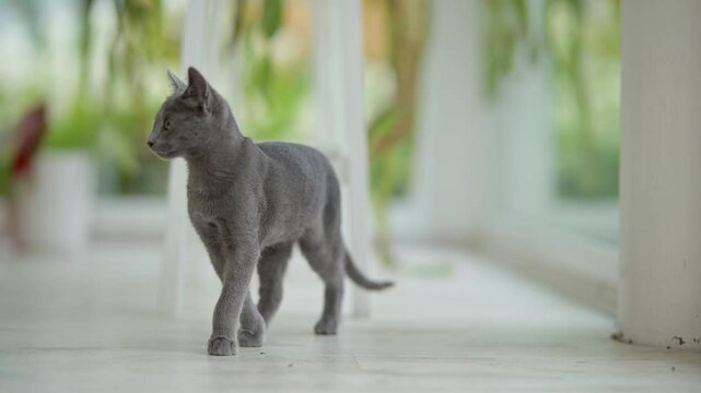 Young playful Russian Blue kitten playing around by the window, getting the zoomies. Gorgeous blue-gray cat with green eyes. Family pet at home.