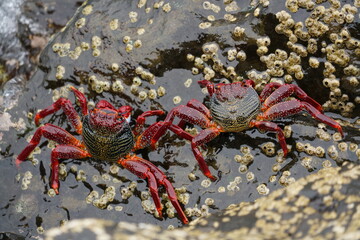 Grapsus adscensionis (Caranguejo-judeu)