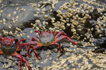 Grapsus adscensionis (Caranguejo-judeu)