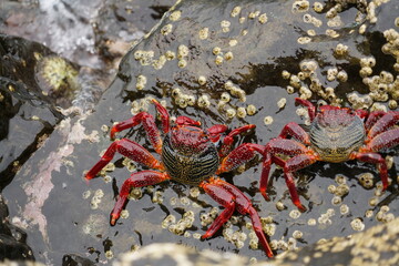 Grapsus adscensionis (Caranguejo-judeu)