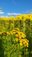 wrotycz ,biedronka © Szadam1959