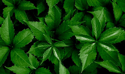 Beautiful natural background of green leaves. Natural wallpaper. Selective focus.