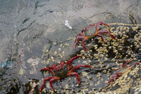 Grapsus adscensionis (Caranguejo-judeu)