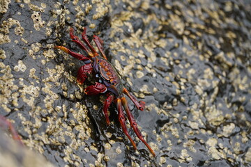 Grapsus adscensionis (Caranguejo-judeu)