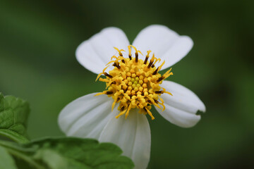 Flowers blooming in the garden.