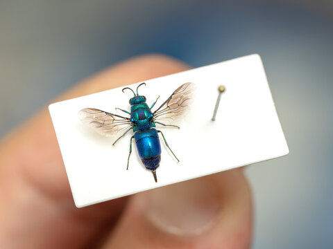 A beautiful cuckoo wasp specimen.