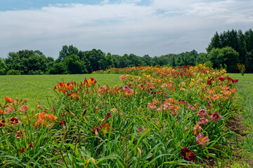 Row of daylilies in a field