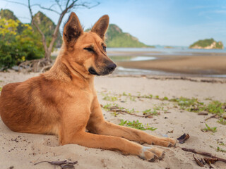 Dog is lie down and play on the beach in summer in Thailand.