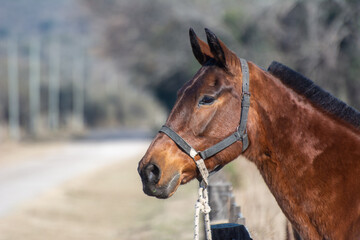 Primer plano a cabeza caballo criollo Alazan, de fondo campo pampa argentina. © Leonardo