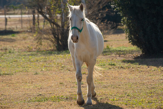 Hermoso caballo blanco defrente, cuerpo completo, figura imponente, de fondo campo de la pampa Argentina