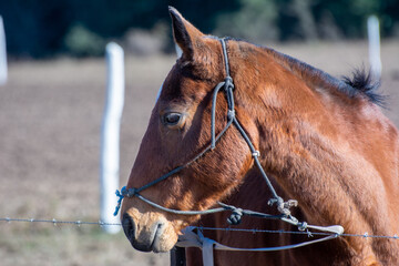 Fototapeta premium Primer plano a cabeza caballo criollo Alazan, de fondo campo pampa argentina.