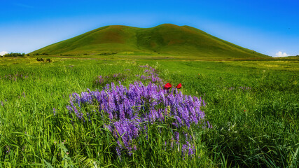 Obraz premium lavender field in the mountains