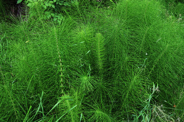 Closeup Equisetum telmateia known as great horsetail with blurred background in garden