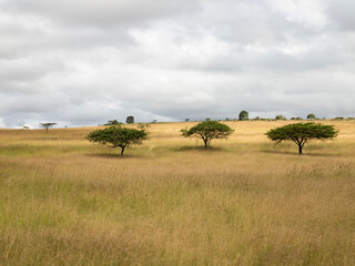 Three Little Trees are We