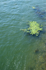 Accumulation of aquatic plants in the Seine River