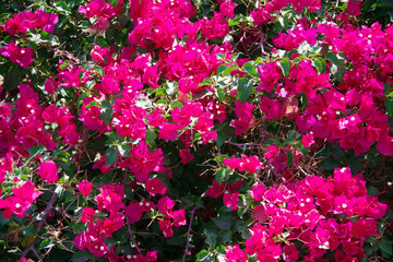 Blossoming bright colored bougainvillea bush