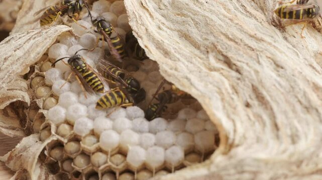 wasp honeycombs, Natural bees nest, insect habitat with larvae, wasp eggs, life cycle Vespula vulgaris, potential hazard