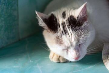 The face of a white black cat sleeping on the cool ceramic tiles in the bathroom close-up. Rest after an active day of a sunny day, siesta, a break for a short midday nap.