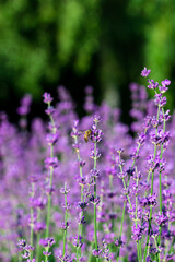 Honey bee collecting pollen at lavender. Bee flying over the lavender flower in blur background