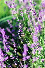 Fragrant blue lavender flowers blossoming on vast field in peaceful summer farmland