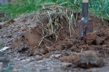 An excavated area of land by hand with a shovel containing large pieces of soil. Digging soil, farming, digging up hidden treasures, burial, grave digging.