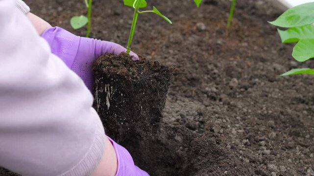 Farming as a hobby in retirement. Women hands holding a green young peper plant in greenhouse. Organic growing. Healthy nutrition, agriculture.